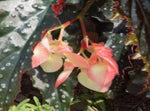 leaf detail of Angel Wing Begonia Fannie Moser Rooted Starter Plant live Begonia from Divine Roots