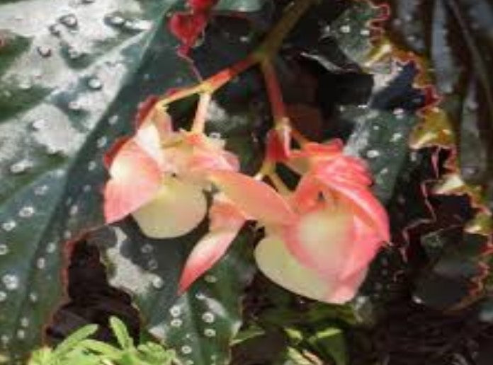 leaf detail of Angel Wing Begonia Fannie Moser Rooted Starter Plant live Begonia from Divine Roots