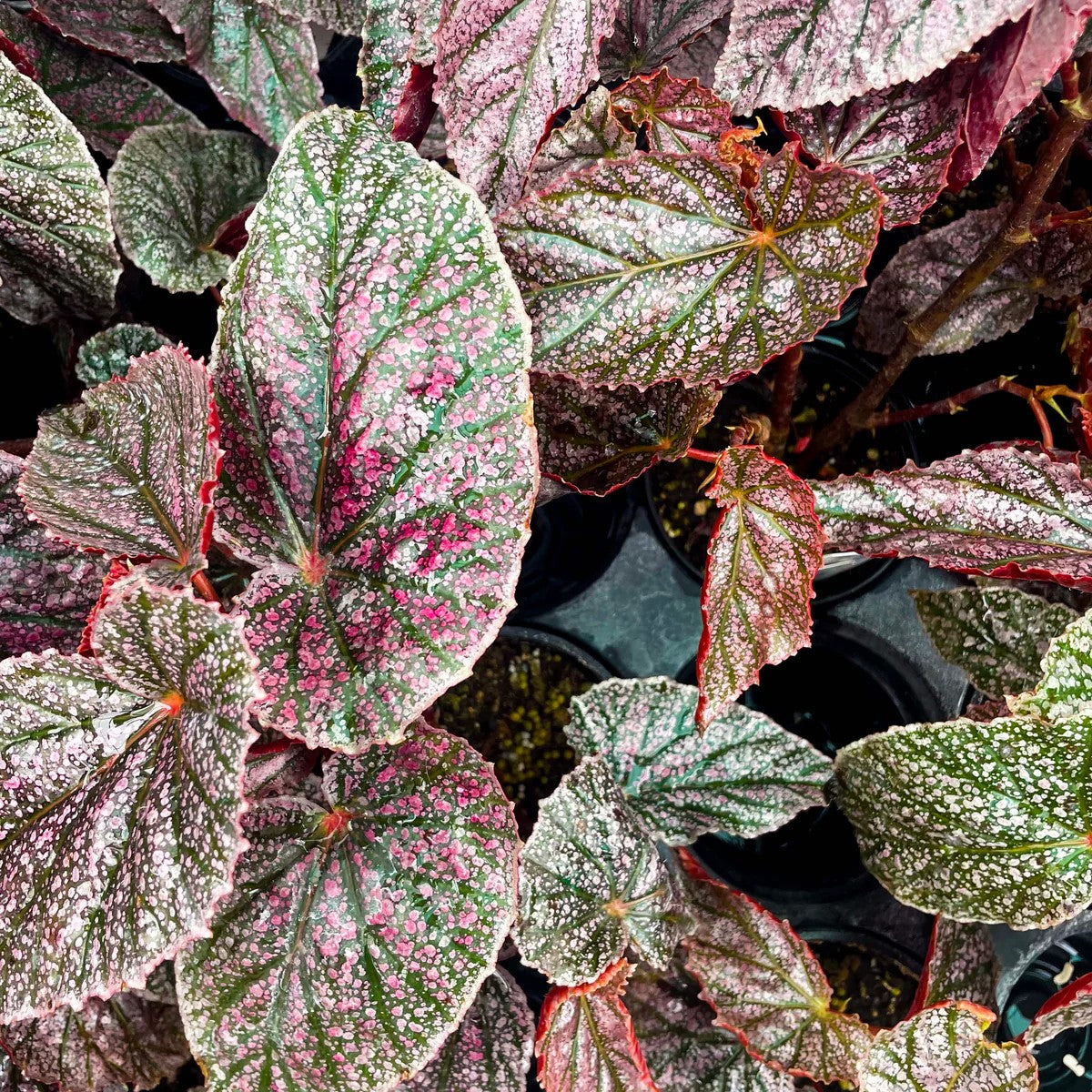 growth pattern of Angel Wing Begonia Miss Mummy Rooted Starter Plant live Begonia from Divine Roots