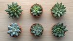 size reference for Pet Friendly Succulent Pack live succulent from Divine Roots