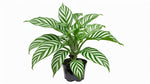 new growth on Calathea Freddie live prayer plant from Divine Roots