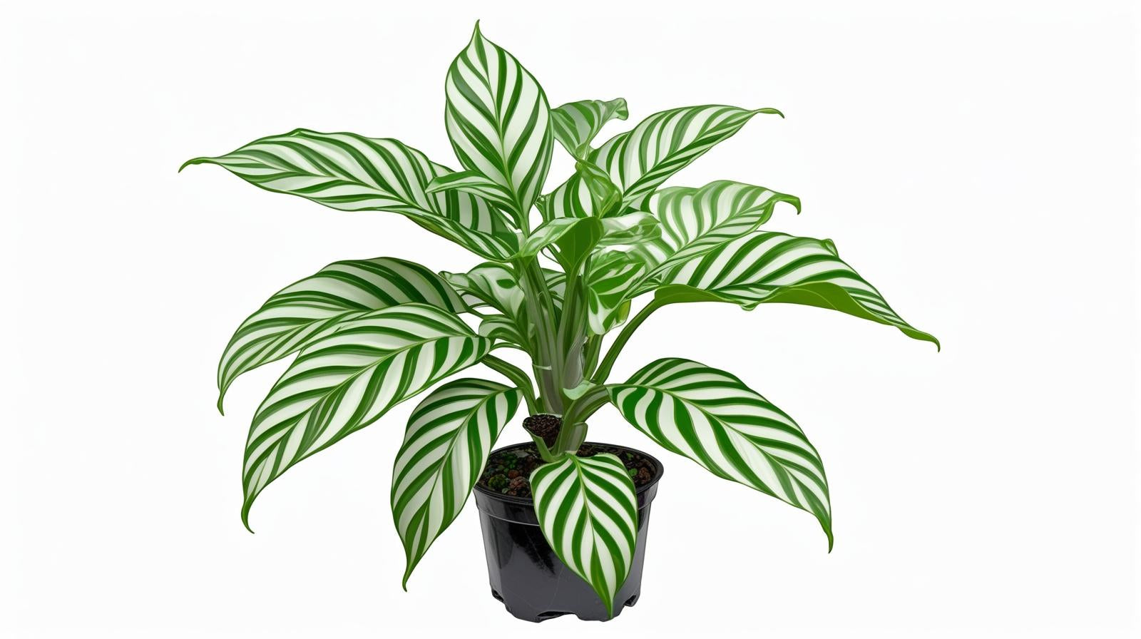 new growth on Calathea Freddie live prayer plant from Divine Roots