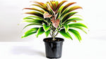 potted Cordyline Coffee Compacta 6" White Eco Pot decorative planter from Divine Roots