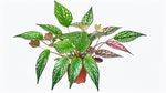 full view of Angel Wing Begonia Medora live Begonia from Divine Roots