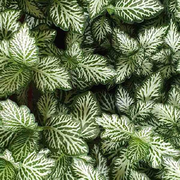 mature specimen of Fittonia Terrarium Builder Bundle - 4 Assorted Rooted Plants live plant bundle from Divine Roots