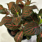 leaf detail of Fittonia Red Flame Rooted Starter Plant live houseplant from Divine Roots