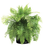 potted Macho Fern Rooted Starter Plant live fern from Divine Roots