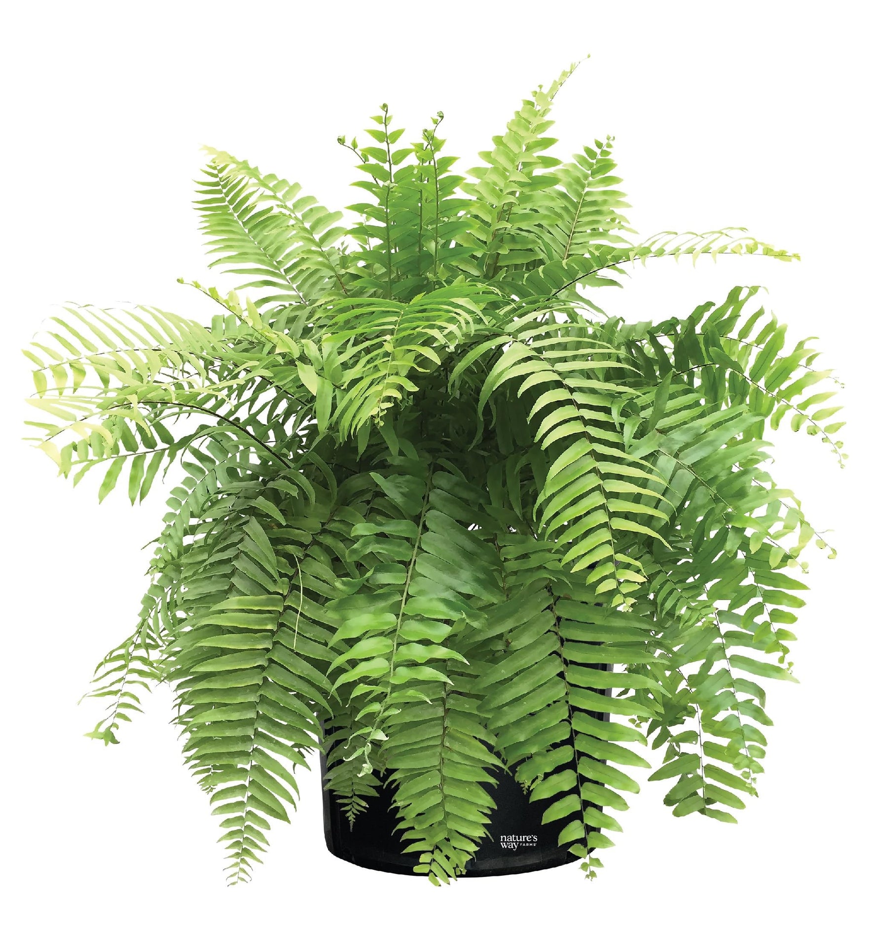 potted Macho Fern Rooted Starter Plant live fern from Divine Roots