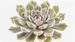 growth pattern of Echeveria Lola live succulent from Divine Roots