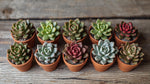 leaf detail of Rosette Shaped Succulent Pack live succulent from Divine Roots