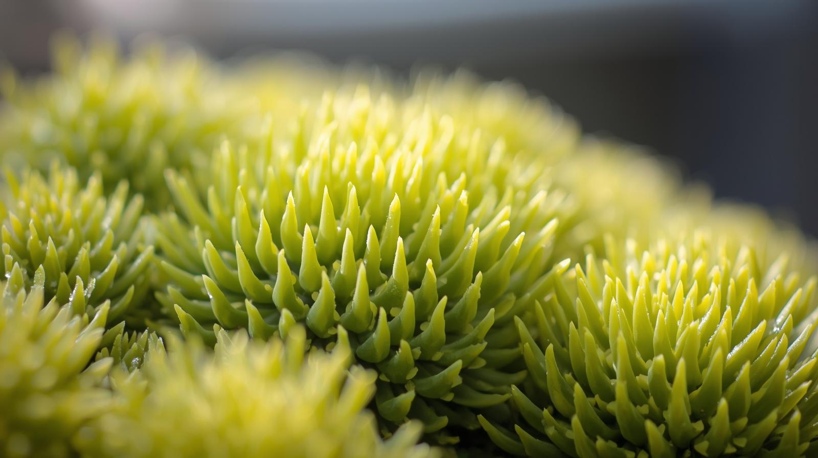 new growth on Sedum Rupestre Lemon Ball live succulent from Divine Roots