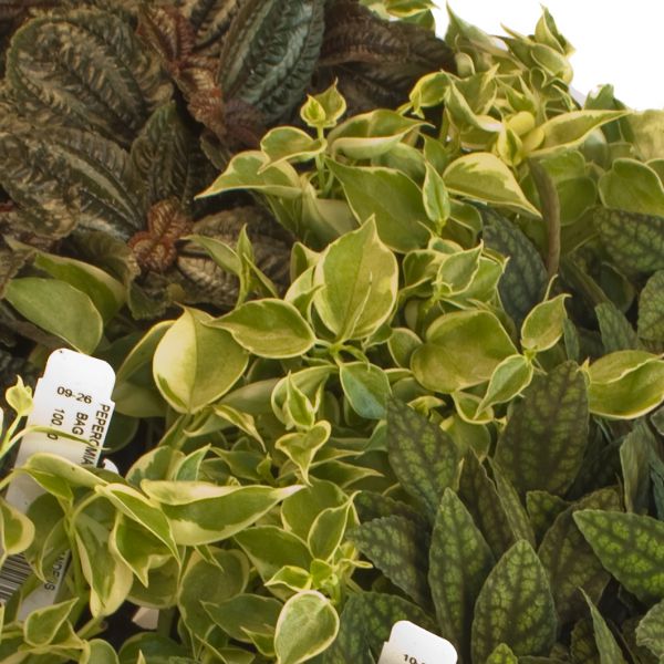 close-up detail of Combo Terrarium Rooted Starter Plant live plant bundle from Divine Roots