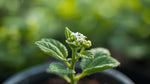 leaf detail of Lantana Upright White (Rooted Starter Plant) live houseplant from Divine Roots