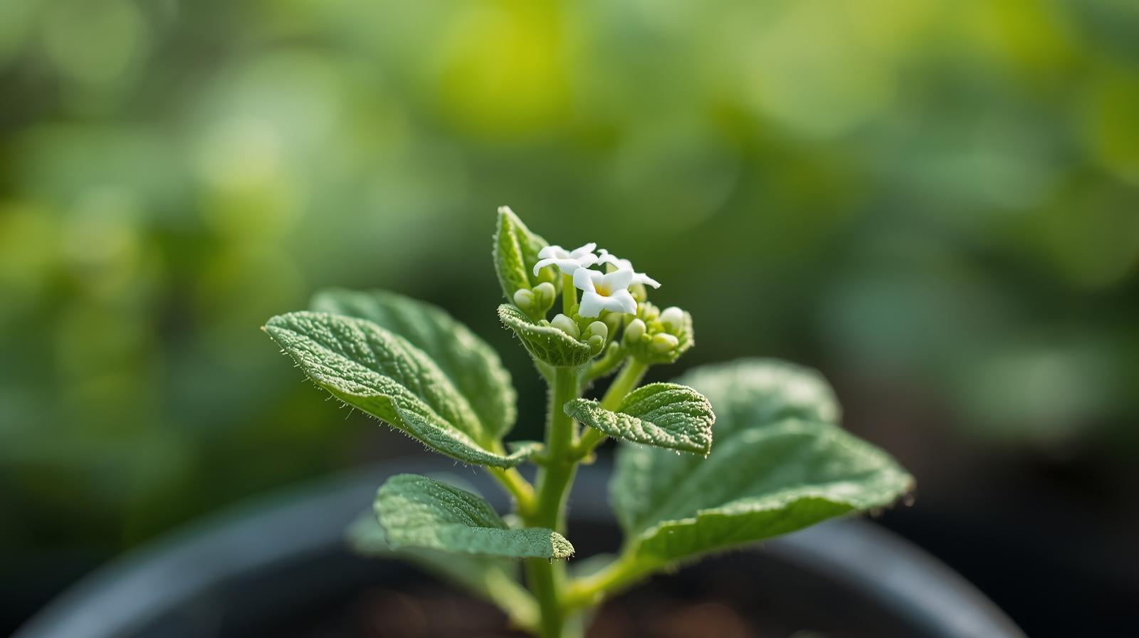 leaf detail of Lantana Upright White (Rooted Starter Plant) live houseplant from Divine Roots