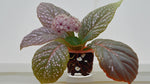 leaf detail of Angel Wing Begonia Benigo Pink Rooted Starter Plant live Begonia from Divine Roots