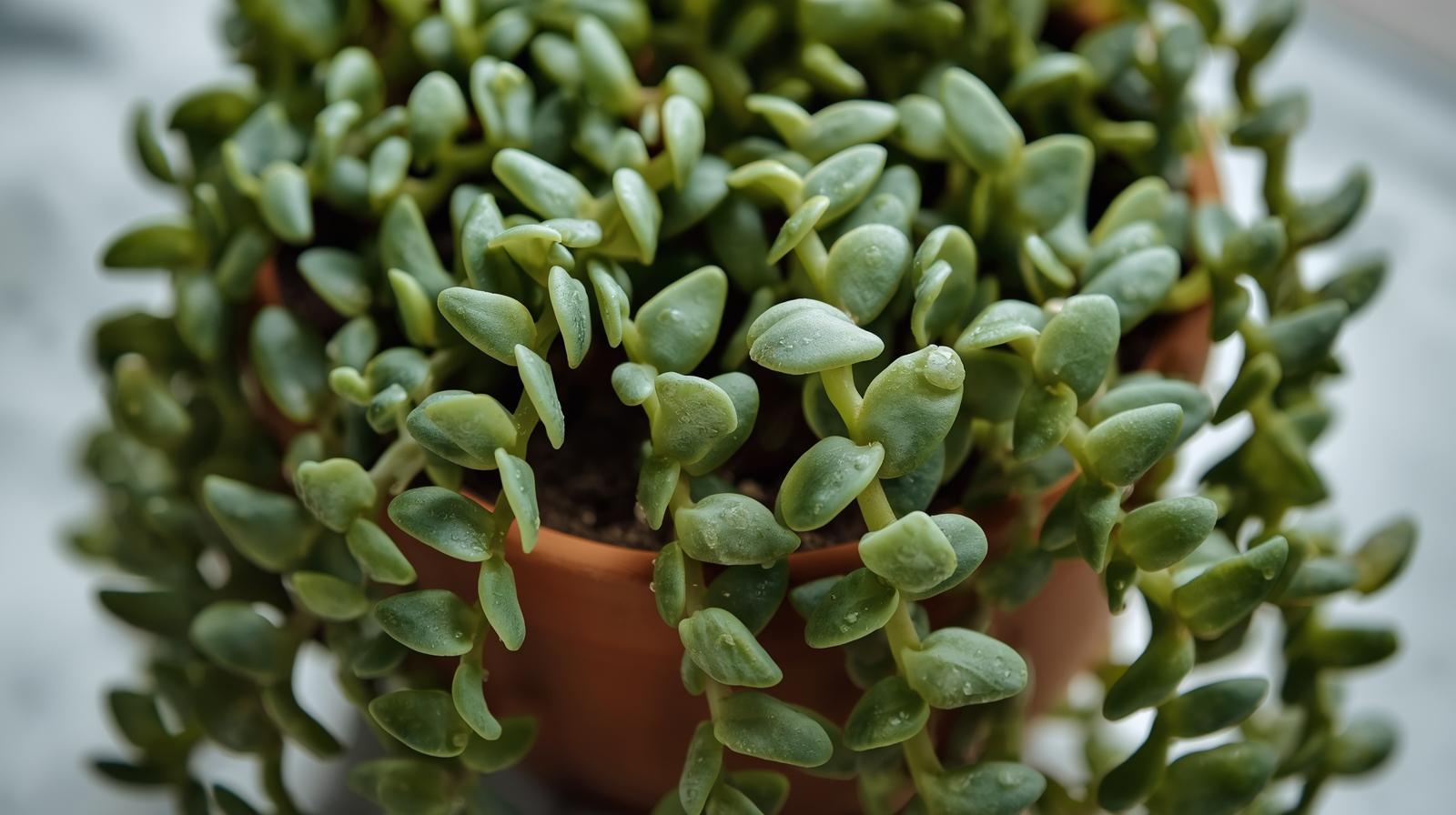 top view of Senecio Peregrinus String of Dolphins live succulent from Divine Roots