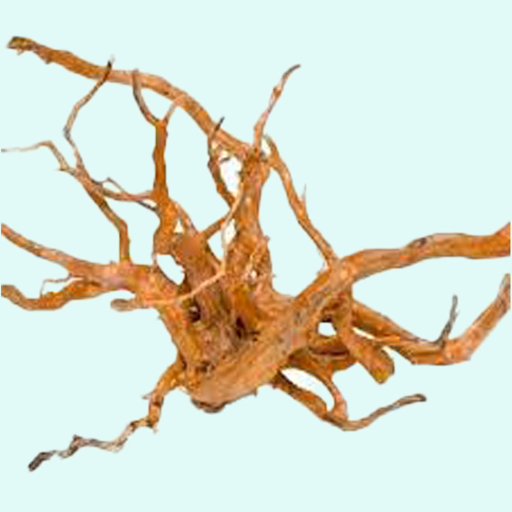 close-up detail of Aquarium Hardscape DriftWood: SpiderWood live houseplant from Divine Roots