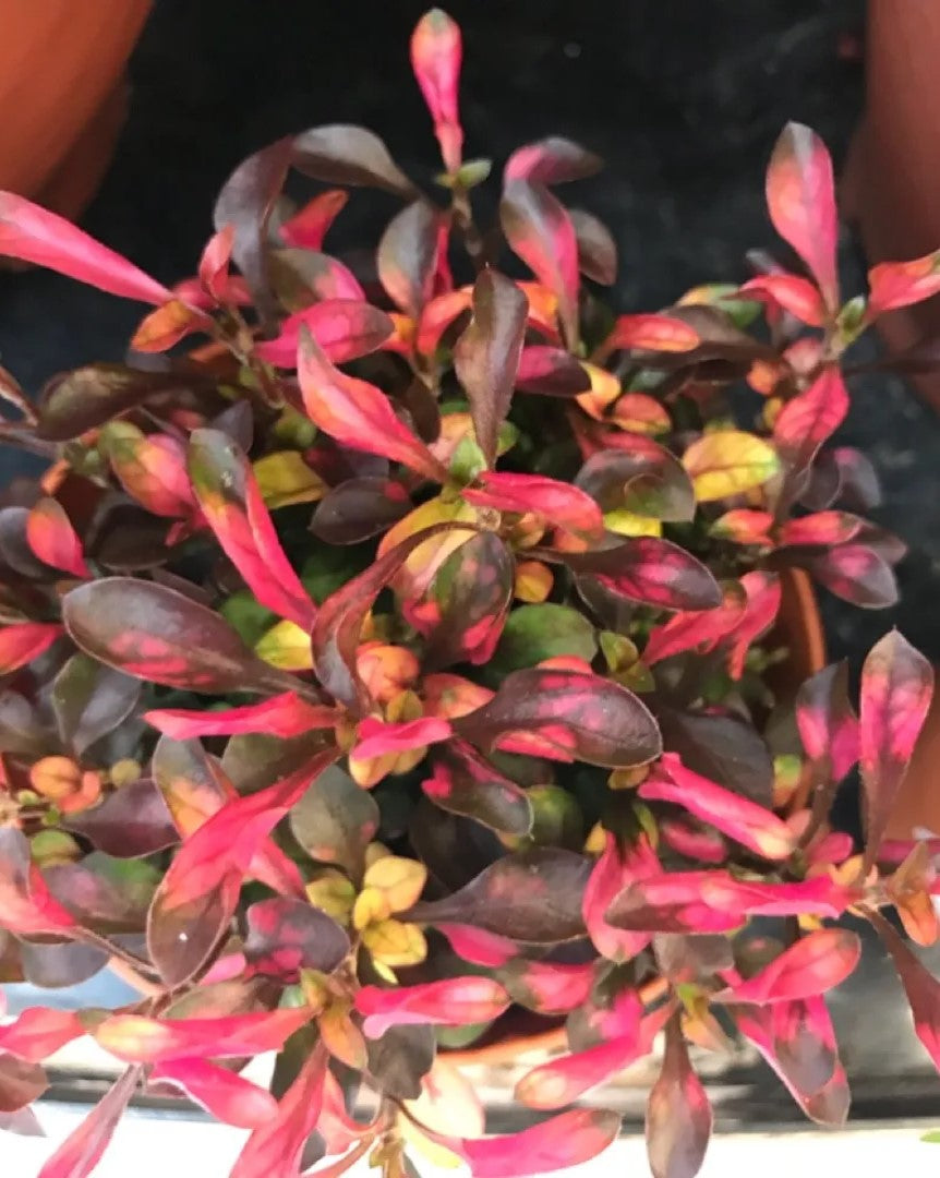 full view of Joseph’s Coat “Multi-Color Hedge” (Alternathera sp.) live houseplant from Divine Roots