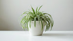 close-up detail of Chlorophytum Spider Reverse live spider plant from Divine Roots