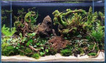 full view of Aquarium Hardscape DriftWood: SpiderWood live houseplant from Divine Roots