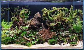 full view of Aquarium Hardscape DriftWood: SpiderWood live houseplant from Divine Roots