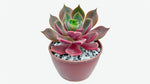Echeveria Chroma live plant from Divine Roots — photo 10 of 11