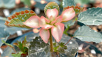 close-up detail of Angel Wing Begonia Sophia Rooted Starter Plant live Begonia from Divine Roots
