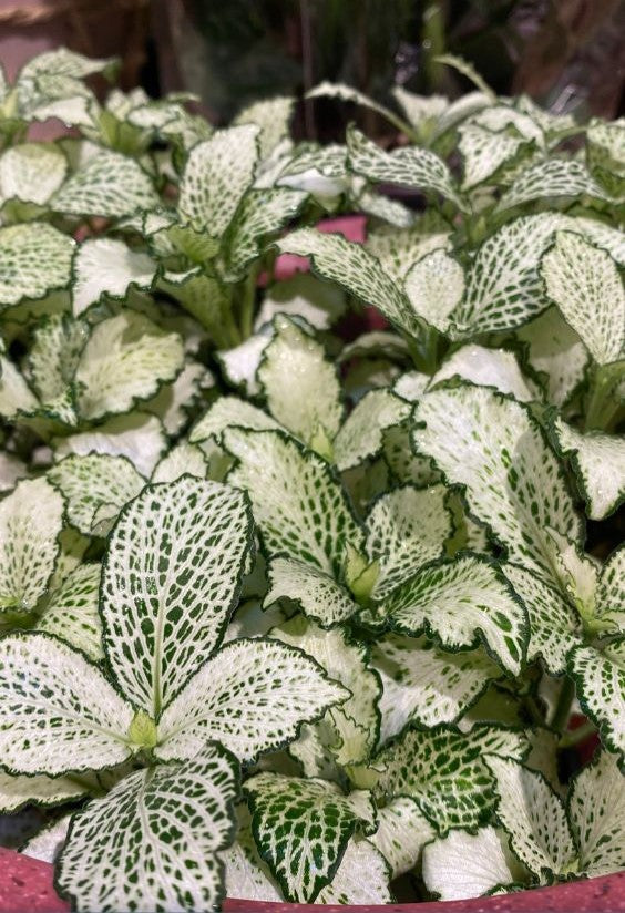 growth pattern of Fittonia Whisper Rooted Starter Plant live houseplant from Divine Roots
