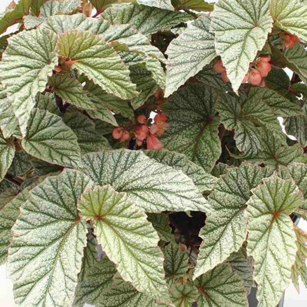 top view of Angel Wing Begonia Snow Capped live Begonia from Divine Roots