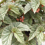 top view of Angel Wing Begonia Snow Capped live Begonia from Divine Roots
