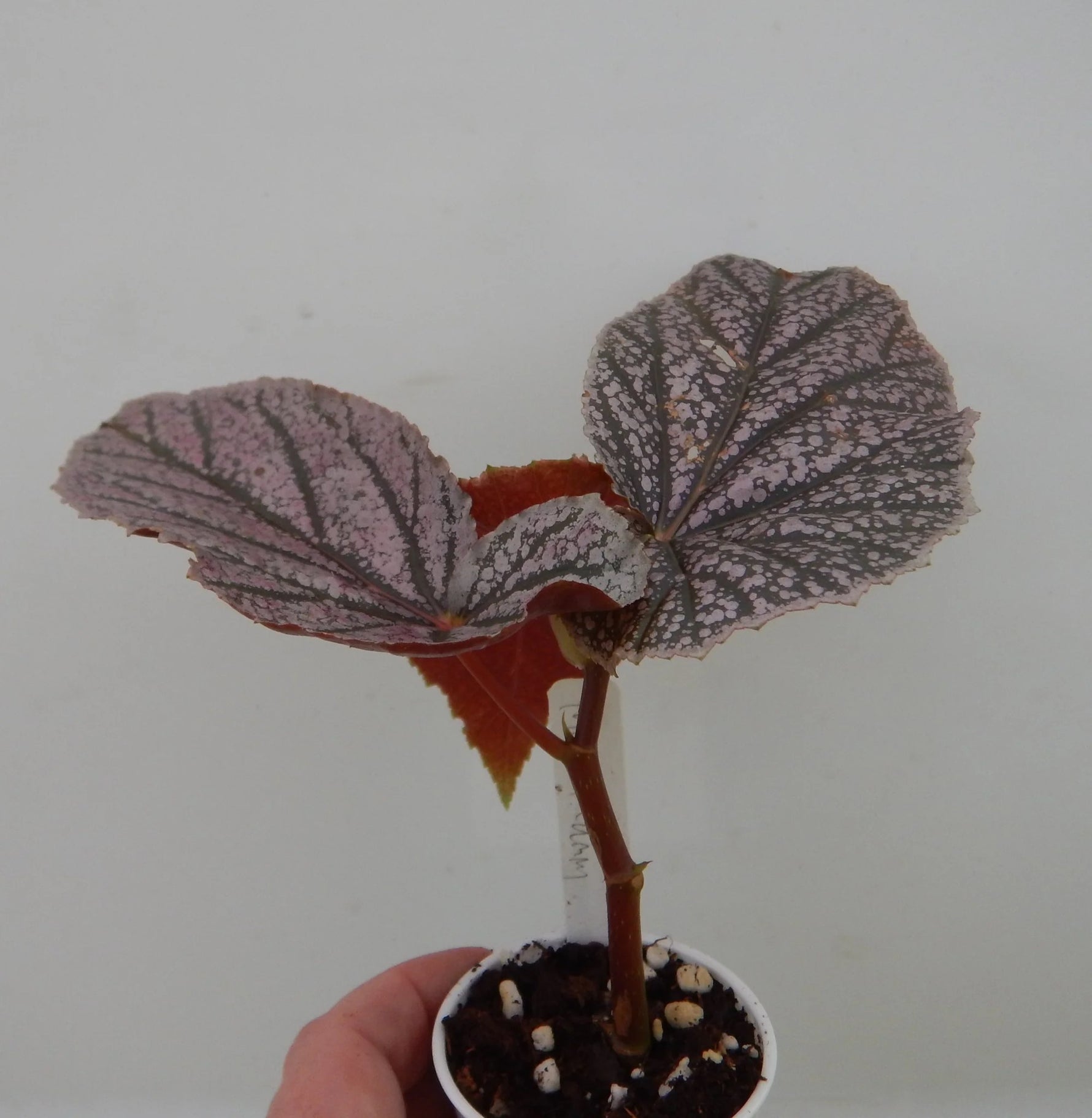 leaf detail of Angel Wing Begonia Miss Mummy Rooted Starter Plant live Begonia from Divine Roots