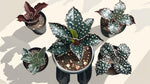 full view of Angel Wing Begonia Fannie Moser live Begonia from Divine Roots