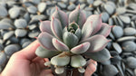 leaf detail of Echeveriaaffinis Black Knight Rooted Starter Plant live succulent from Divine Roots