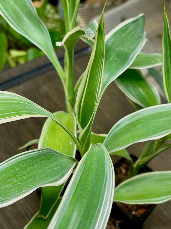 growth pattern of Sanderiana Variegated Dracaena live Dracaena from Divine Roots