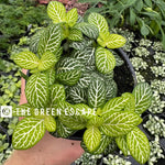 leaf detail of Fittonia Jolly Lemon Rooted Starter Plant live houseplant from Divine Roots