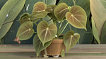 size reference for Philodendron Micans (Rooted Starter Plant) live Philodendron from Divine Roots