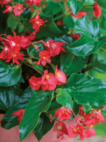 Angel Wing Begonia Sunbrite Red Rooted Starter Plant live Begonia from Divine Roots