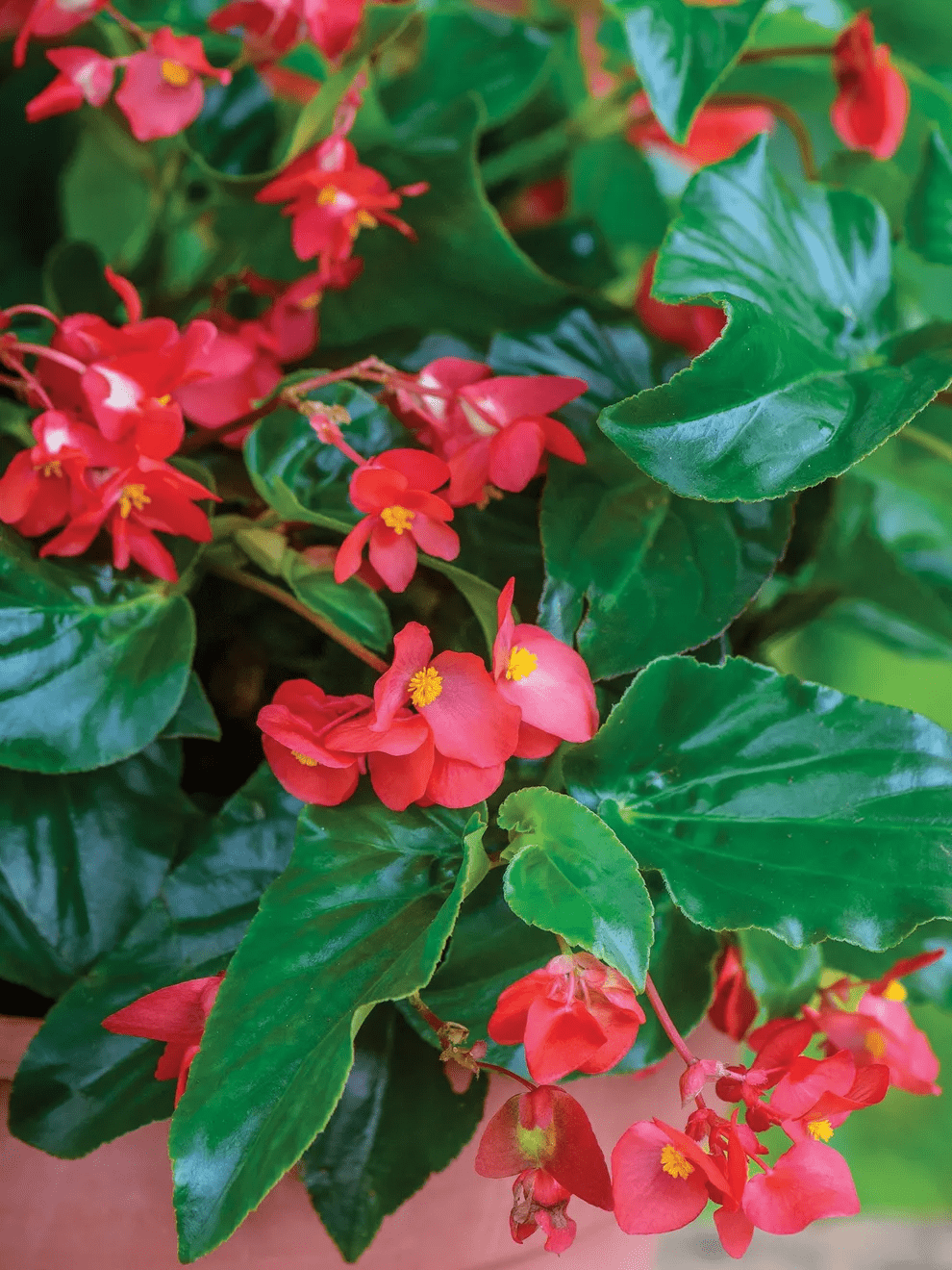Angel Wing Begonia Sunbrite Red Rooted Starter Plant live Begonia from Divine Roots