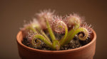close-up detail of Sundew Drosera Spatulata Rooted Starter Plant live houseplant from Divine Roots