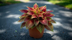 potted Coleus Smallwood Driveway live houseplant from Divine Roots