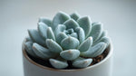 Echeveria Frosty live plant from Divine Roots — photo 10 of 10