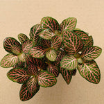 size reference for Fittonia Mistral Rooted Starter Plant live houseplant from Divine Roots