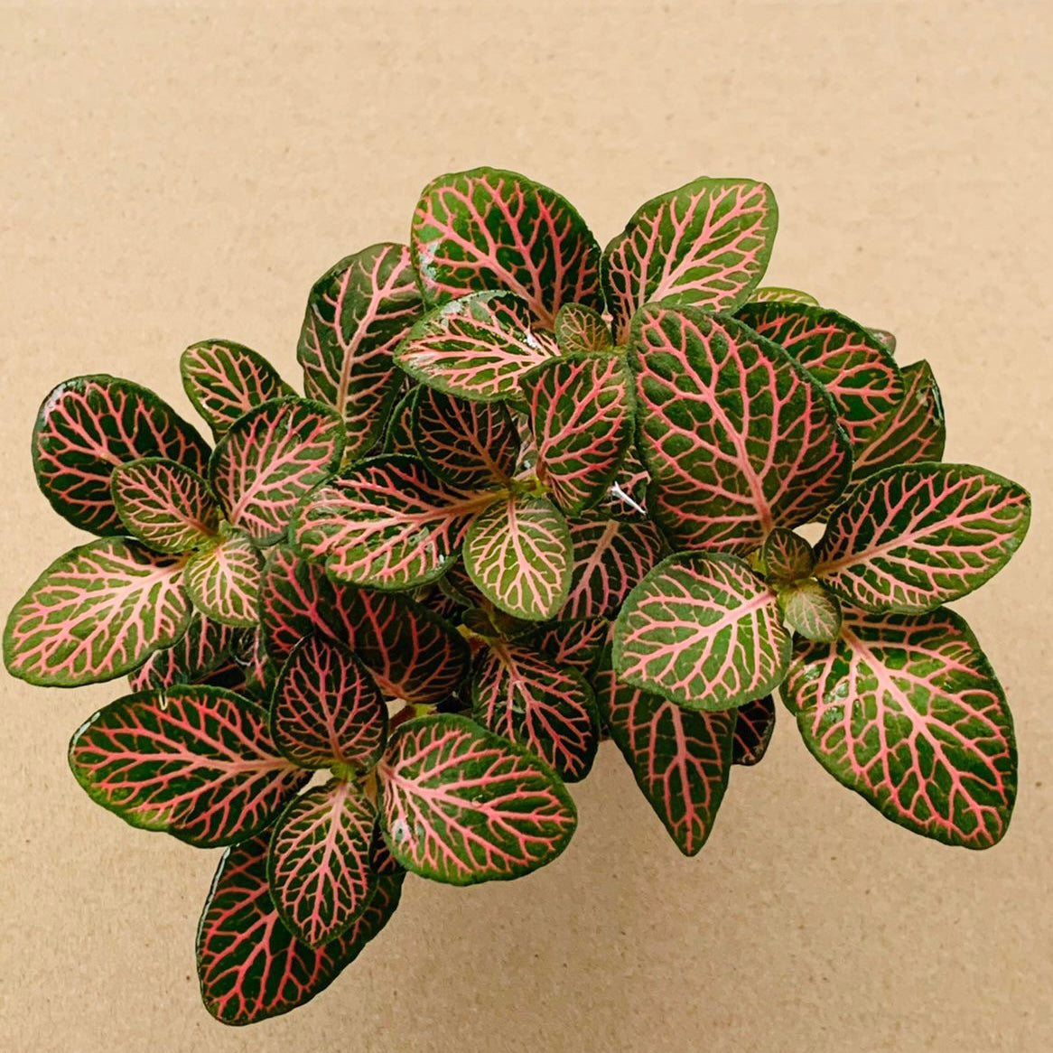 size reference for Fittonia Mistral Rooted Starter Plant live houseplant from Divine Roots