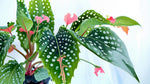 growth pattern of Angel Wing Begonia My Special Angel live Begonia from Divine Roots