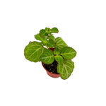 close-up detail of Plectranthus Swedish Ivy Emerald Lace live trailing plant from Divine Roots