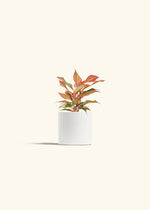 close-up detail of Aglaonema Red Vein live Aglaonema from Divine Roots