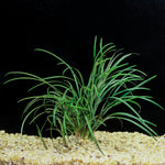 leaf detail of Mondo Grass (Ophiogon Japonica) live houseplant from Divine Roots