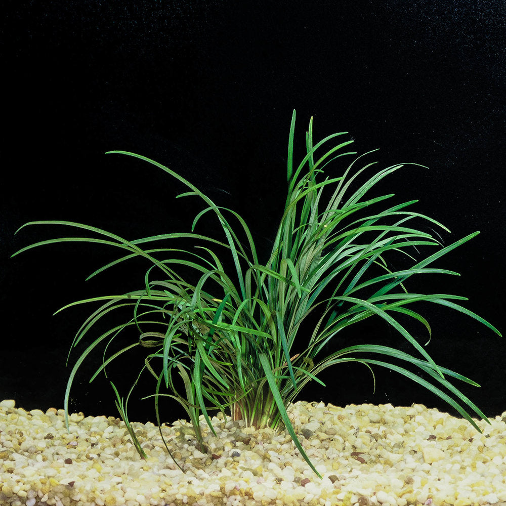 leaf detail of Mondo Grass (Ophiogon Japonica) live houseplant from Divine Roots