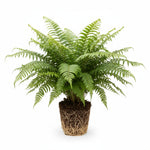 full view of Macho Fern Rooted Starter Plant live fern from Divine Roots