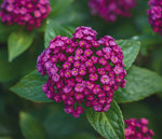 side profile of Lantana 'Dark Purple' (Rooted Starter Plant) live houseplant from Divine Roots